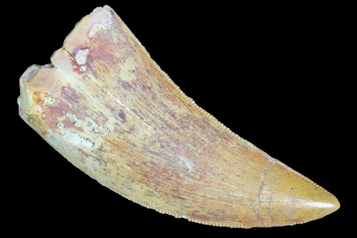 Serrated, Juvenile Carcharodontosaurus Tooth #84387
